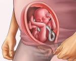 Įdomūs straipsniai nėščioms moterims