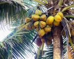 Vaji i kokosit për fytyrën është një ilaç unik për të gjitha llojet e lëkurës Vetitë e dobishme të vajit të kokosit për lëkurën.