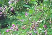 Lespedeza bicolor trušu barošanai