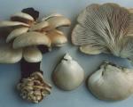 У яких випадках варто мити гриби, а коли досить сухе чищення — особливості обробки грибного врожаю.