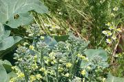 Broccoli går in i färg: varför det händer och hur man undviker problemet