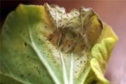 Pelargonium blev sjuk: vi ställer en diagnos, behandlar och återupplivar din favoritpelargon Hål på pelargonblad vad man ska göra