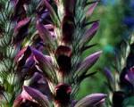 Acanthus: the language of flowers, the language of art Types of acanthus or holly