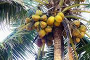 Kokosový olej na obličej je jedinečný prostředek pro všechny typy pleti Blahodárné vlastnosti kokosového oleje pro pokožku.