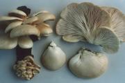 U kojim slučajevima vrijedi oprati gljive, a kada je dovoljno kemijsko čišćenje - značajke obrade berbe gljiva