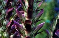 Acanthus: bahasa bunga, bahasa seni Jenis acanthus atau holly