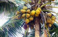 Kokosovo ulje za lice je jedinstveni lijek za sve tipove kože.Pogodna svojstva kokosovog ulja za kožu.