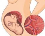 Placentamognad: graden av indikator per vecka är normal Vad betyder moderkakans mognad 1