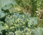 Broccoli går in i färg: varför det händer och hur man undviker problemet